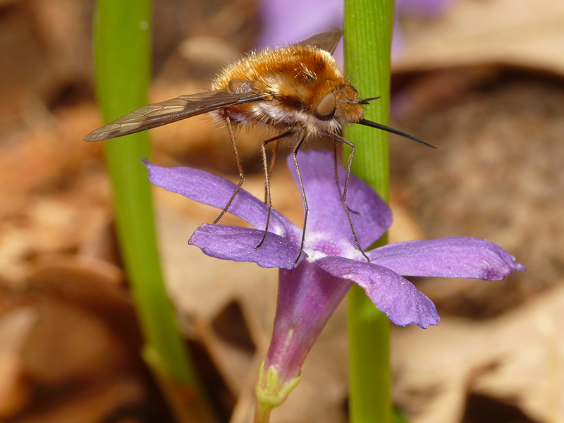 Bombyliidae: Bombylius (Bombylius) major